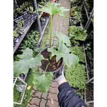 [나인에잇틴]호프셀렘 중품 공기정화식물 109, 1개