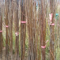 헛개나무 실생2년 묘목 1주 _ 270399EA, 본상품선택