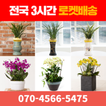[ 전국 당일 3시간 배송 ] 동양란 / 서양란 전지역 3시간 배송! 전국꽃배달 (주)화신플라워, 9. 미니호접