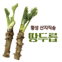 땅두릅 횡성 산지직송 손질두릅 강원도 독활나물, 300g