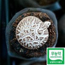 1kg무농약표고버섯 상품 추천