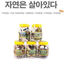 어린이집 교육용 미니어쳐 곤충 동물 공룡 모형 세트 피규어 교구 완구 시리즈 교재용 유치원 모래 치료 곤충 포유류 파충류 야생 어류 조류, 옵션선택, 공룡탐험