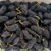 전북 고창 햇 토종 냉동오디 5kg 벌크 /23년햇과, 단품