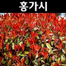 홍가시(레드로빈) 키80cm(분) 1개/나무 묘목/상록수/조경용
