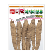 아시아종묘 더덕씨앗 더덕 종자 더덕, 2개