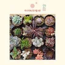 골드씨드 미니다육랜덤 5개 세트 진짜 농장직영으로 거품을 쏙 뺸 구성