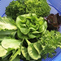 아쿠아포닉스 샐러드채소 당일수확 농장직송 여주아쿠아포닉스농장 유럽샐러드, 00.샐러드채소 모둠 500g * 2개, 2개