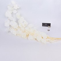 우체통 우편함 건의함 자연 말린 꽃 보존 사과 잎 웨딩 장식 실제 식물 유칼립투스 정원 홈 액세서리 100g, [03] Green