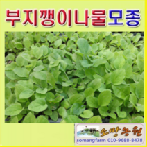 (GJ소망)울릉도부지깽이나물모종 20개