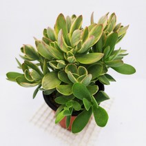 머니메이커금 다육이 황금색 물드는 봄다육 식물130, 단품