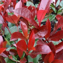 묘목/홍가시 레드로빈( H1.2m 내외 / 분) W451