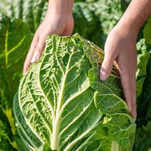 자연한포기 괴산 절임배추 20kg, 12월15일(목)수령