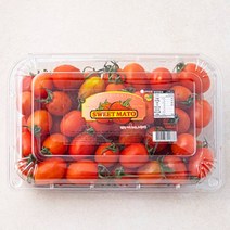 스테비아방울토마토 스테비아토마토 당뇨에좋은과일, 청포도향 토망고 500g 1팩