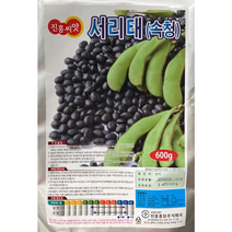 서리태콩씨앗 600g