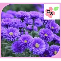 아스타 씨앗(50립) -숙근아스타 아스타국화 국화 과꽃 겹과꽃 종자씨앗 꽃씨앗 채소씨앗 구근식물 야생화 약초 포천매화동농장 씨앗모음, 1개