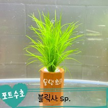 [물멍초] 키우기 쉬운 포트수초 블릭사 sp. 한포트