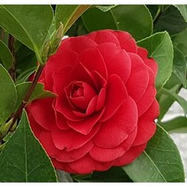 [이삽저삽] 동백나무블랙레이스화분(키70-80 cm내외/화분포함) 붉은색 장미꽃 같은 느낌이 남 겨울꽃 동백나무/ 공기정화식물 관상용