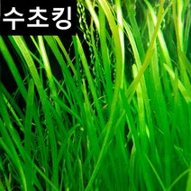 [수초킹] 키우기 쉬운 초보수초 발리스네리아, 5개