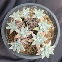 [메카다육]80-1116 화이트그리니(두들레야)화분포함 다육식물 선인장 다육금 다육철화 두들레야 아프리카식물 코노피튬 하월시아 수입다육이 국민이