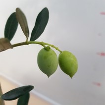 [용이네 화원] 열매 열리는 자연주의 네추럴메이커 올리브 나무 195 농원