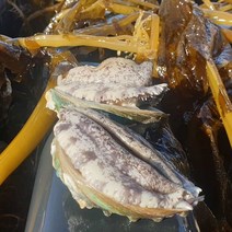 완도 활전복1kg중 17미내외 산소포장발송, 1개