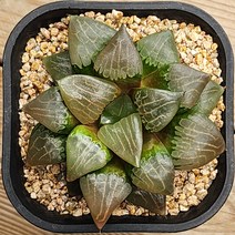 다육식물(하월시아 광명), 1개