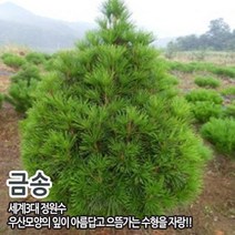 금송 실생 포트묘 5년생 7년생, 금송7년생(40cm전후)