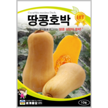 땅콩호박 10립 / 호박씨 봄 호박 씨앗