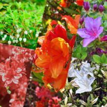 [라이브묘목농원] 철쭉나무 묘목 5주묶음 (빨간색 주황색 흰색 분홍색 방울철쭉), 자산홍 (분홍색), 1개