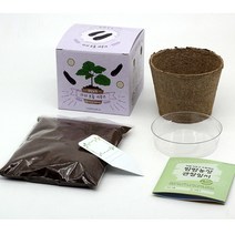 국산 씨앗 모종 키우기 가지 강낭콩 고추 상추 옥수수