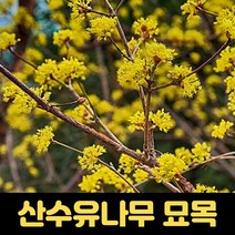 산수유묘목 2년생 20주 산수유나무