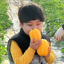 성주참외 석정현 농부의 정직한 참외 산지직송 [100박스 한정특가], 5kg 가정용 중과(16과 내외)
