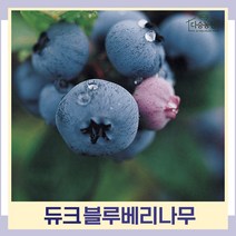 블루베리나무 묘목 듀크 삽목2년생 포트묘 3개