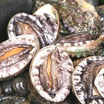 바다완도 활 참전복 소 1.5kg/25-30미, 없음, 상세설명 참조