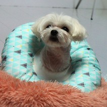 [P1D] 노르딕 쿠션넥카라 L(대) / 넥카라 넥칼라 쿠션넥카라 애견꼬깔 애견갈때기 애견깔대기 고양이꼬깔 꼬깔 아르르 ( P1D / 991247EA ), 노르딕 쿠션넥카라  L, 본상품선택