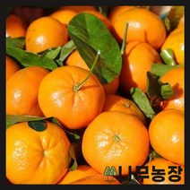 (나무농장) 귤나무 7치 화분