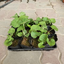 {무배} 머위 모종 1판(12개) 2022 새 상품