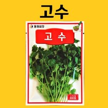 고수씨앗 300립, 고수