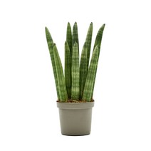 그린테라피 스투키 산세베리아 하트호야 사은품증정 정품 스투키 모종 실내공기정화식물 농장직영, 2줄 스투키  중, 1개