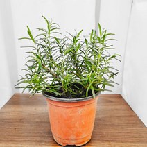 [하늘꽃농원] 로즈마리 허브 식물 소품
