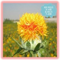 [나은식물원]10. 홍화-30립