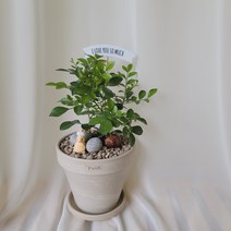 오렌지 자스민, 토분받침13, 독일토분-크림