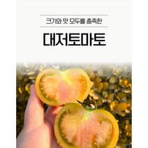쀼팩토리 산지직송 백화점납품 고당도 프리미엄 부산대저 정품짭짤이 토마토 2.5kg A+급, B급 2.5kg ( M/중과 )