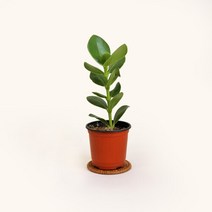 마이플랜트 [마이플랜트]크루시아 공기정화식물 소형 식물키우기 모종, 선택완료, 크루시아