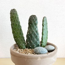 만세선인장 이태리토분 세트 - 관리쉬운 공기정화식물