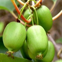 묘목/다래묘목 일세다래/3년생 (화분) KJ129