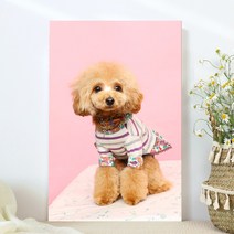 강아지 고양이 애완동물 반려동물 반려견 사진 방꾸미기 인테리어 캔버스 액자, 14푸들