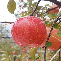 평창사과 프리미엄 고랭지 부사사과 5kg 11-13내외 오대산사과, 상세페이지 참조