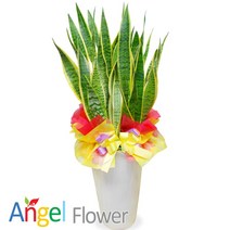 엔젤플라워 초특가 특대형식물 개업화분 축하화분 행운목 황금죽 고무나무 당일배송꽃배달, A05 산세베리아