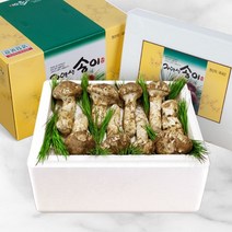 강원의 자연이 빚은 천년의 향 23년 9월수확 햇송이 버섯, 500g, 자연송이 개산품4